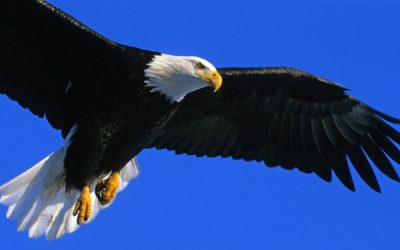 Senate Committee Passes Boscola Bill to Further Protect Bald and Golden Eagles