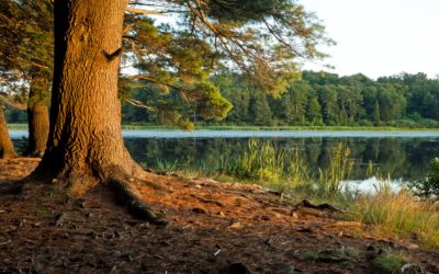 Senator Boscola Announces $500,000 Land Conservation Grant to Wildlands Conservancy
