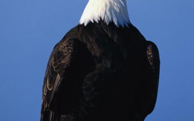 Boscola Bill To Further Protect Bald & Golden Eagles Reported out of Senate Committee