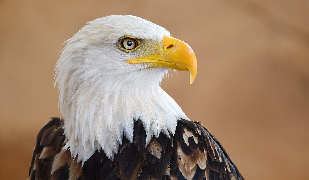 Senate Passes Boscola Bill To Further Protect Bald & Golden Eagles